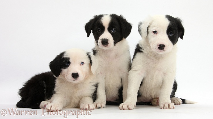 Three Black-and-white Border Collie pups, 6 weeks old, white background