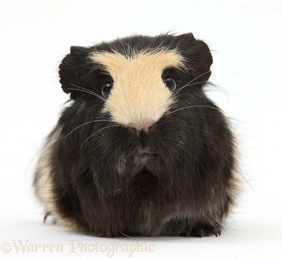 Black-and-yellow Guinea pig with interesting markings, white background