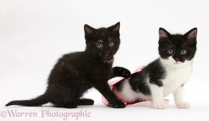Black and black-and-white kittens playing with birthday gift bag, white background