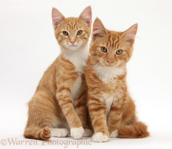 Two ginger kittens, Tom and Butch, 3 months old, lounging together, white background