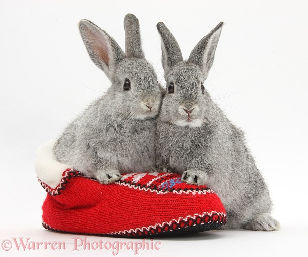 Young silver rabbits in a knitted slipper, white background