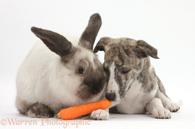 Brindle-and-white Whippet pup, Cassie, 9 weeks old, trying to steal a carrot from colourpoint rabbit, white background