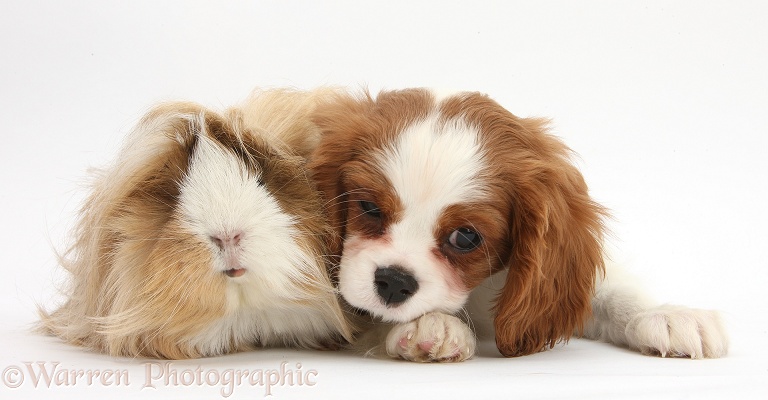 Blenheim Cavalier King Charles Spaniel pup, Harvey, 11 weeks old, with with a Guinea pig, white background