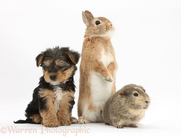 Yorkshire Terrier-cross pup, Evie, 8 weeks old, with Guinea pig and Sandy Netherland dwarf-cross rabbit, Peter, white background