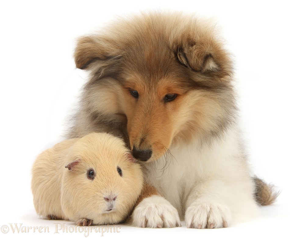 Rough Collie pup, Laddie, 14 weeks old, with yellow Guinea pig, white background