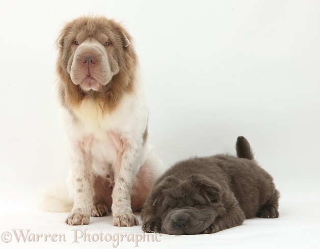 Bearcoat Shar Pei mother, Mia, with her Blue Bearcoat pup, Luna, 13 weeks old, white background