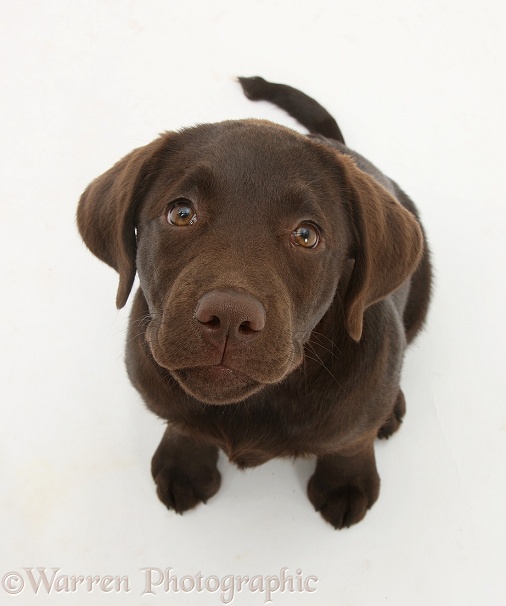 Chocolate Labrador pup, Inca, looking up, white background