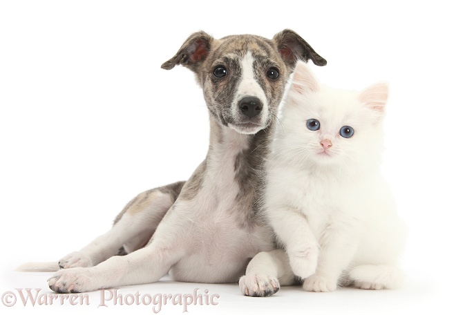 Brindle-and-white Whippet pup, Cassie, 9 weeks old, with white Maine Coon-cross kitten, white background