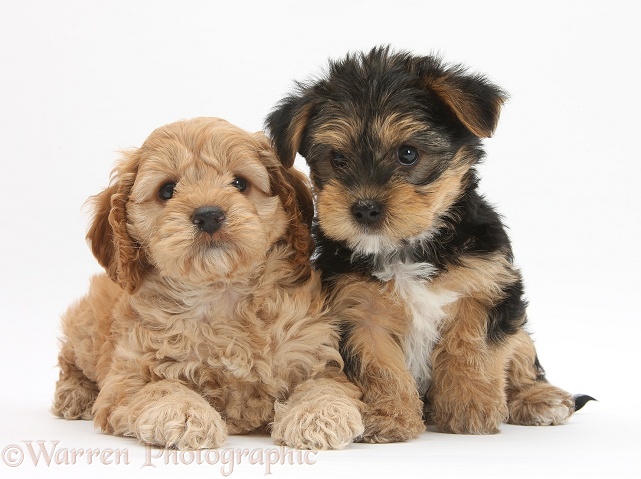 Cavapoo pup, 7 weeks old, and Yorkshire Terrier pup, Evie, 8 weeks old, white background