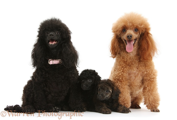 Red Toy Poodle dog, Reggie, and Black Toy Poodle bitch with two of their pups, 7 weeks old, white background
