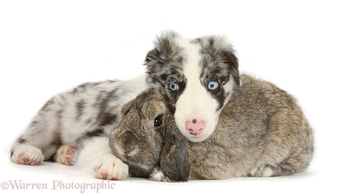 Blue merle Border Collie puppy, Reef, with agouti Lop rabbit, white background