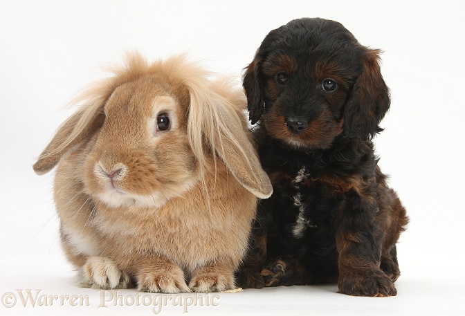 Cockapoo pup and Lionhead-Lop rabbit, white background