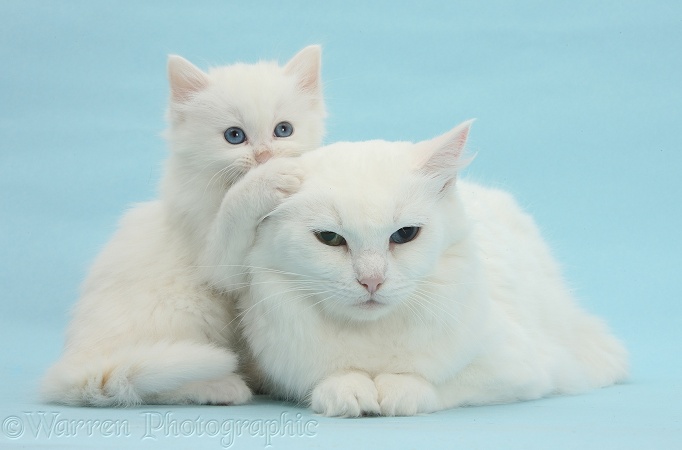 White Maine Coon-cross mother cat, Melody, and her white kitten