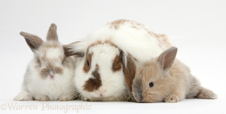 Mother rabbit and two babies, white background