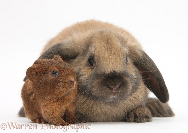 Baby Guinea pig and rabbit, white background