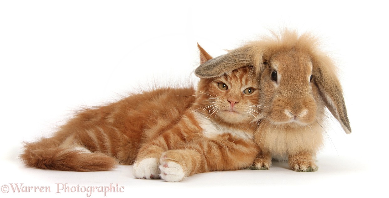 Ginger kitten, Butch, 3 months old, lying with Sandy Lionhead rabbit, white background