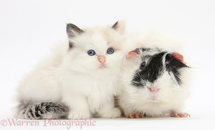 Ragdoll-cross kitten with black-and-white Guinea pig, white background