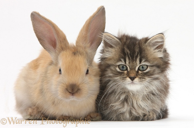 Tabby kitten, Beebee, 10 weeks old, and young rabbit, white background