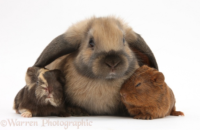 Baby Guinea pigs and rabbit, white background