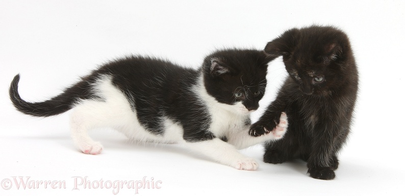 Black kitten playing with black-and-white kitten, white background