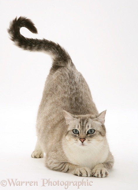 Pregnant female cat, Spice, in play-bow position, white background