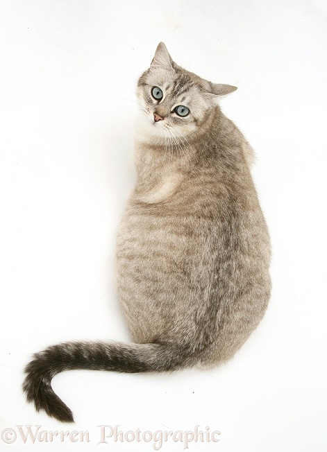 Pregnant female cat, Spice, looking over her shoulder, white background