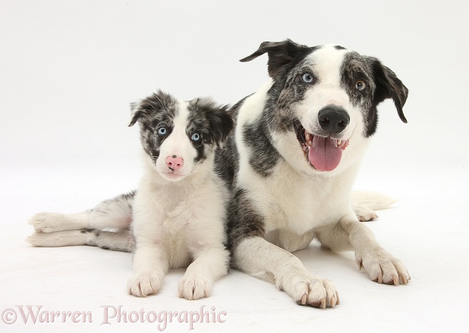 Blue merle Border Collie dog, Logan, and puppy, Reef, 10 weeks old, white background