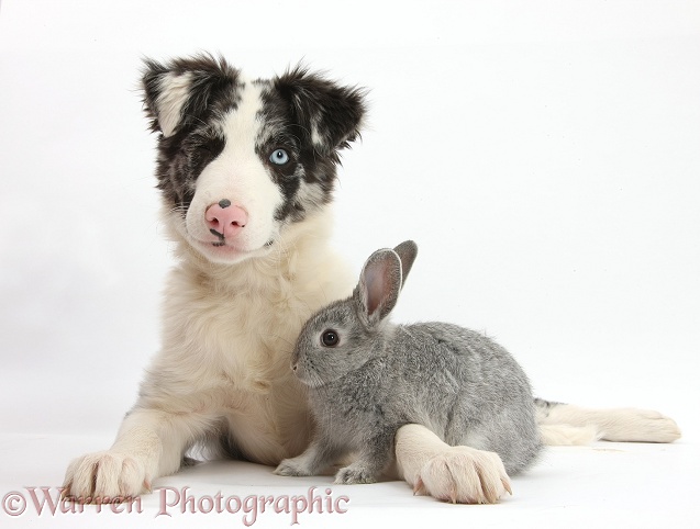 Blue merle Border Collie puppy, Reef, and silver baby rabbit, white background