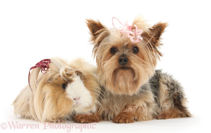 Yorkshire Terrier, Buffy, and Guinea pig with bows in their hair, white background