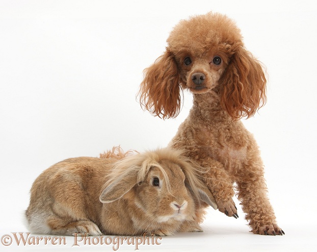 Red toy Poodle dog, Reggie, with sandy Lop rabbit, white background