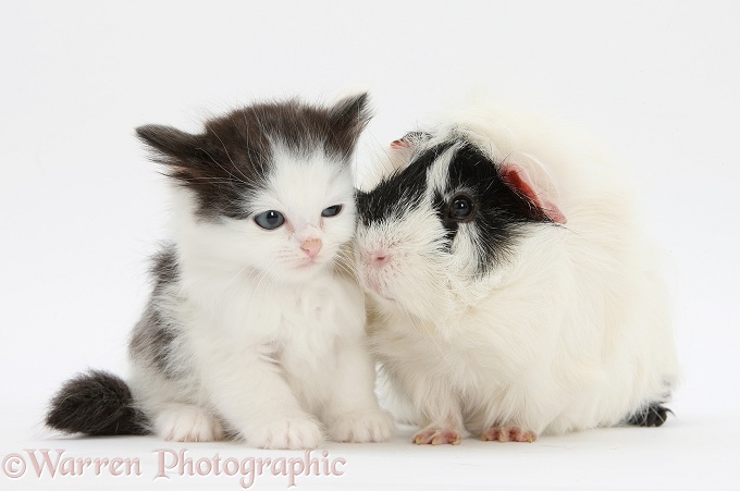 Black-and-white kitten and Guinea pig, white background