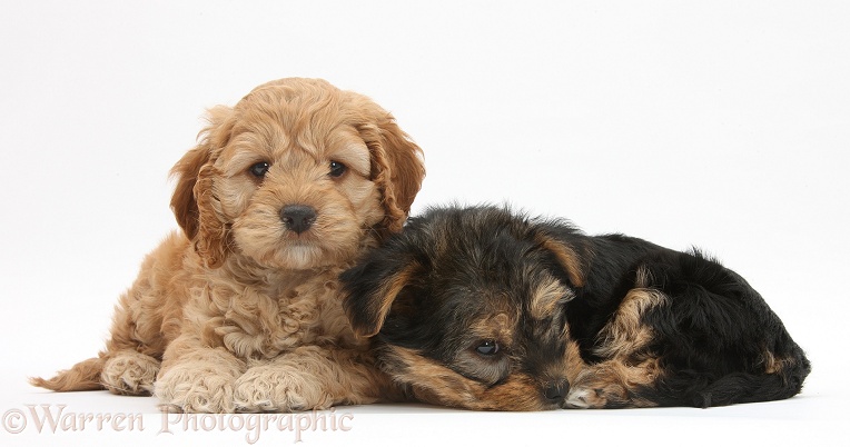 Cavapoo pup, 7 weeks old, and Yorkshire Terrier pup, Evie, 8 weeks old, white background