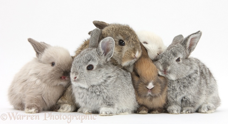 Six baby rabbits, white background