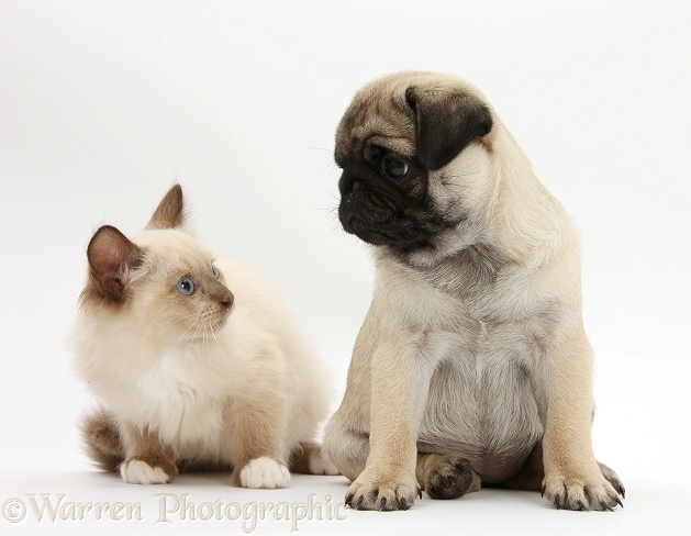 Fawn Pug pup, 8 weeks old, and Birman-cross kitten, white background