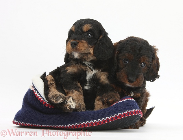 Cockapoo pups in a knitted slipper, white background