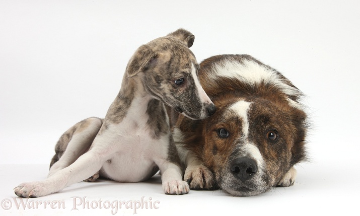 Brindle-and-white Whippet pup, Cassie, 9 weeks old, with mongrel dog, Brec, white background