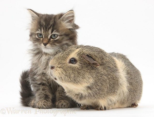 Tabby kitten, Beebee, 10 weeks old, with Guinea pig, white background