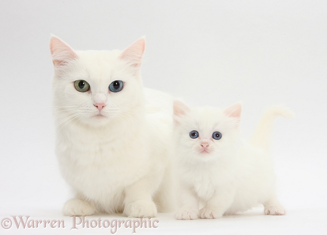 White Maine Coon-cross mother cat, Melody, and her white kitten, white background