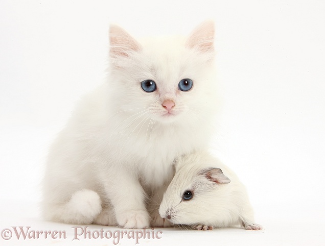 Baby white Guinea pig and white Maine Coon-cross kitten, white background