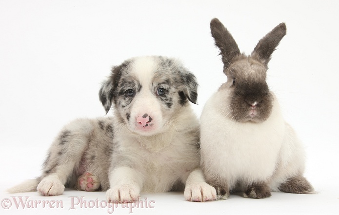 Merle Border Collie pup with colourpoint rabbit, white background