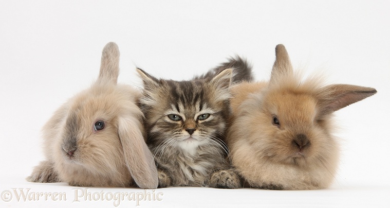 Tabby kitten, Beebee, 10 weeks old, and young rabbits, white background