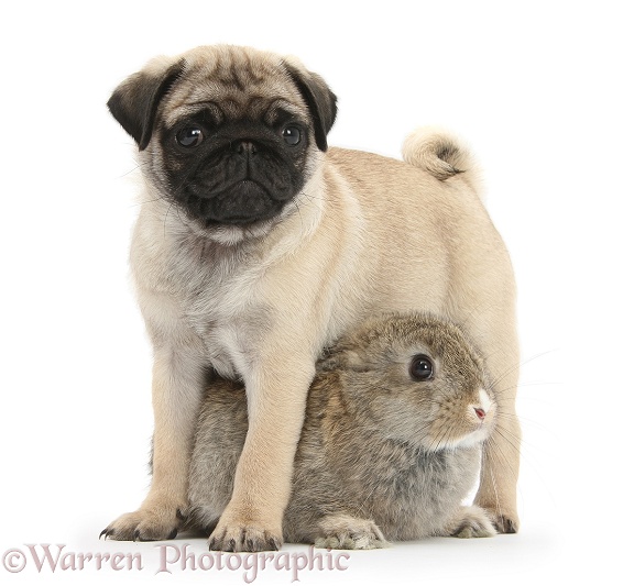 Fawn Pug pup, 8 weeks old, and young rabbit, white background