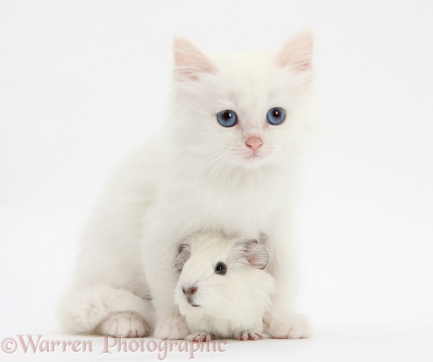 Baby white Guinea pig and white Maine Coon-cross kitten, white background