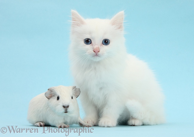 Baby white Guinea pig and white Maine Coon-cross kitten on blue background