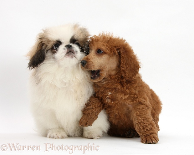 Parti colour Pekingese pup, Kiki, 11 weeks old, and Apricot miniature Poodle pup, Ruebin, 8 weeks old, white background