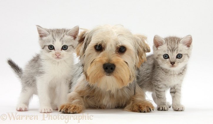 Yorkshire Terrier, Evie, 6 months old, with tabby kittens, white background