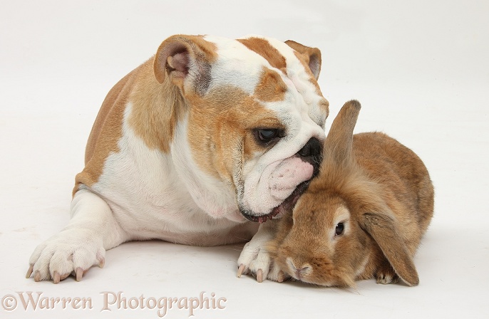 Bulldog and Sandy Lionhead-cross rabbit, white background