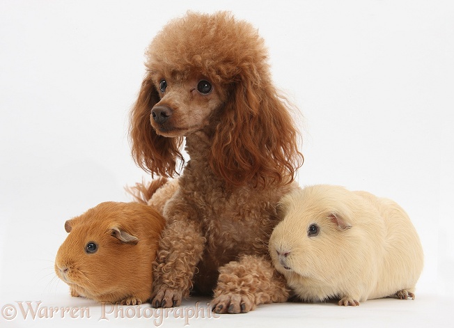 Red toy Poodle dog, Reggie, with red and yellow Guinea pigs, white background