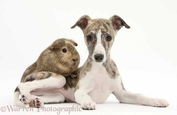 Brindle-and-white Whippet pup, Cassie, 9 weeks old, with a Guinea pig, white background