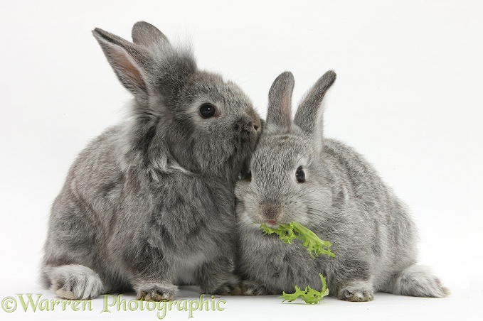 Two silver young rabbits, white background